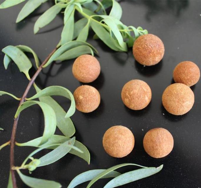 Santalum spicatum - Sândalo, Sândalo Australiano, Sandalwood, Quandong