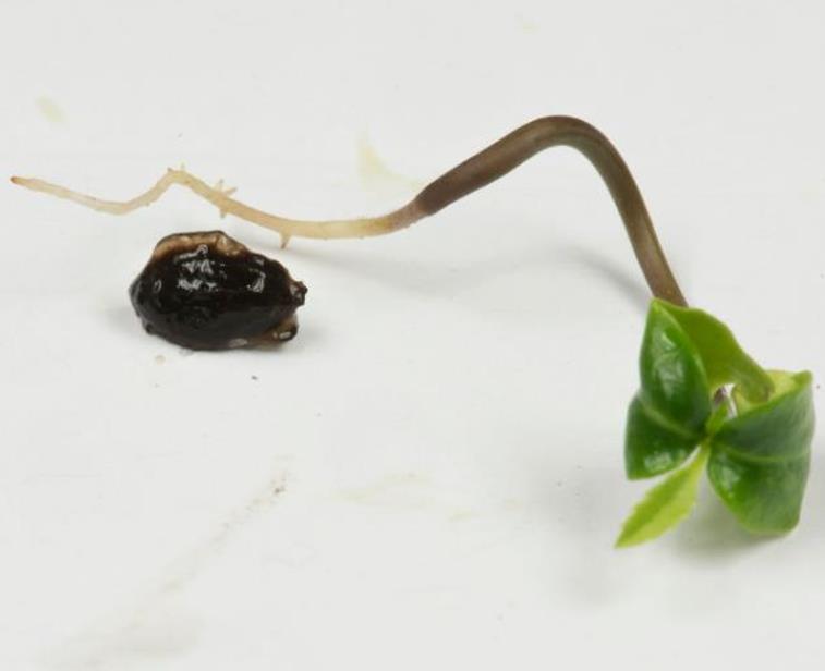 Ilex aquifolium - Azevinho, Arbusto de Natal, Azevim, Azevinheiro, Espinho-de-Cristo