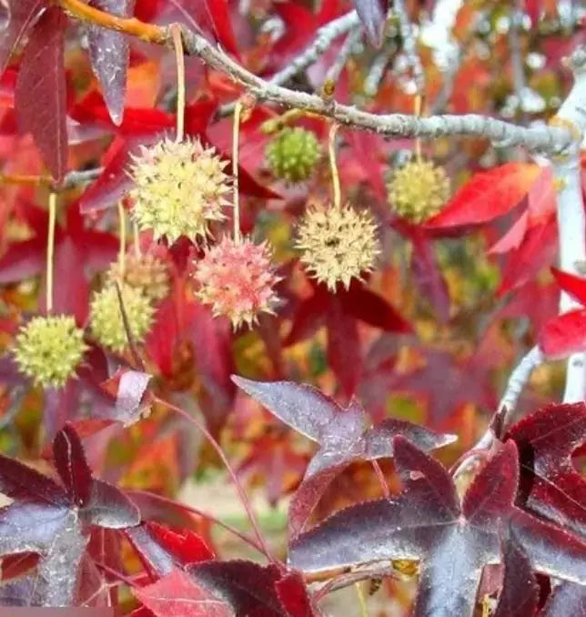 Liquidambar styraciflua - Liquidâmbar, Sweet-gum