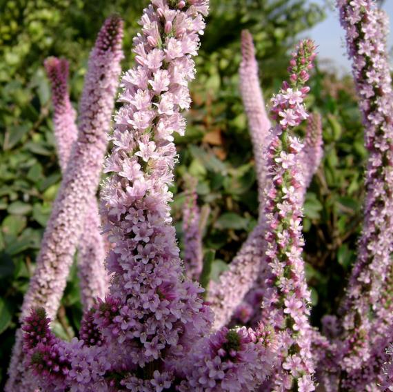 Psylliostachys suworowii Pink Pokers - Alecrim Do Pântano, Alecrim Pink Pokers, Lavanda Mar, Limonium Suworowii
