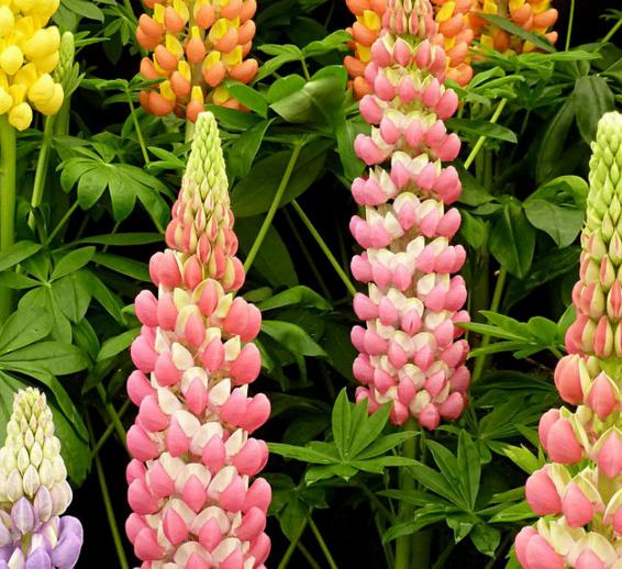 Lupinus russell 'The Chatelaine pink white Flag' - Tremoço Chatelaine Bicolor Rosa e Branco, Lupin