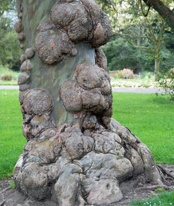 Corymbia gunnii - Eucalipto Goma de Cidra, Eucalipto Maple Syrup, Eucalipto Xarope de Bordo