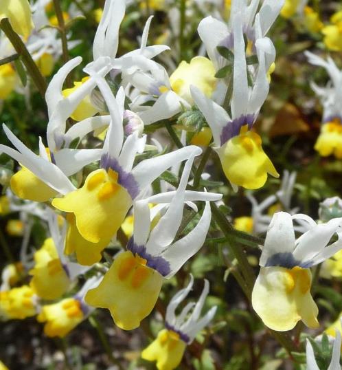 Nemesia cheiranthus Mascarade - Arlequim mascarado, Jóia do cabo mascarado, Nemésia mascarada, Baile de máscaras