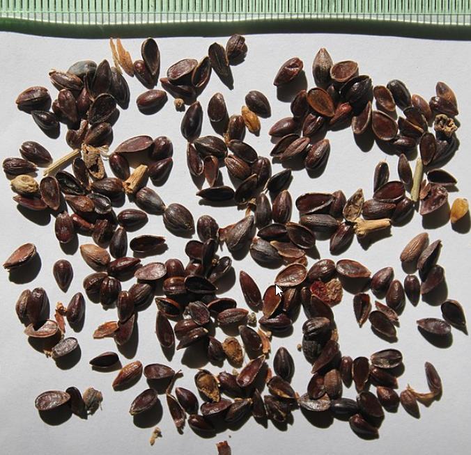 Ephedra viridis - Chá Mórmon Verde, Chá Brigham, Ephedra Verde, Mountain Jointfir