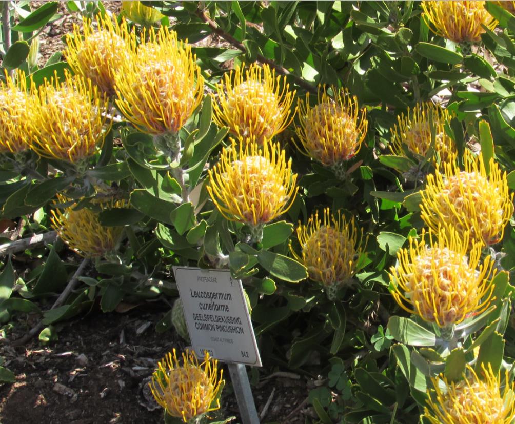 Leucospermum cuneiforme - Arbusto almofada de alfinetes de verruga, Wart-Stemmed Pincushion, Luisiesbos