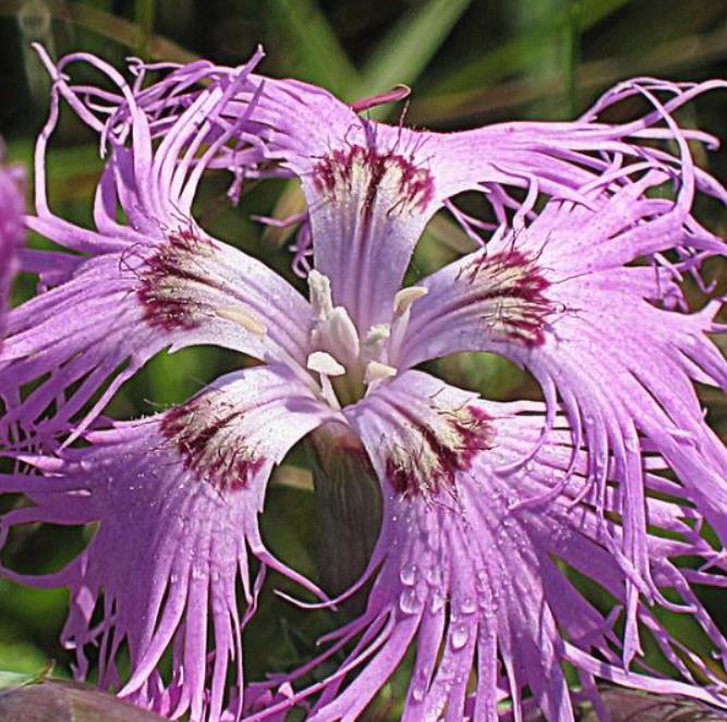Dianthus superbus hybrids mix - Flor Divina, Rosa de Franja Soberba, Rosa Soberba, Cravo da Índia Soberbo