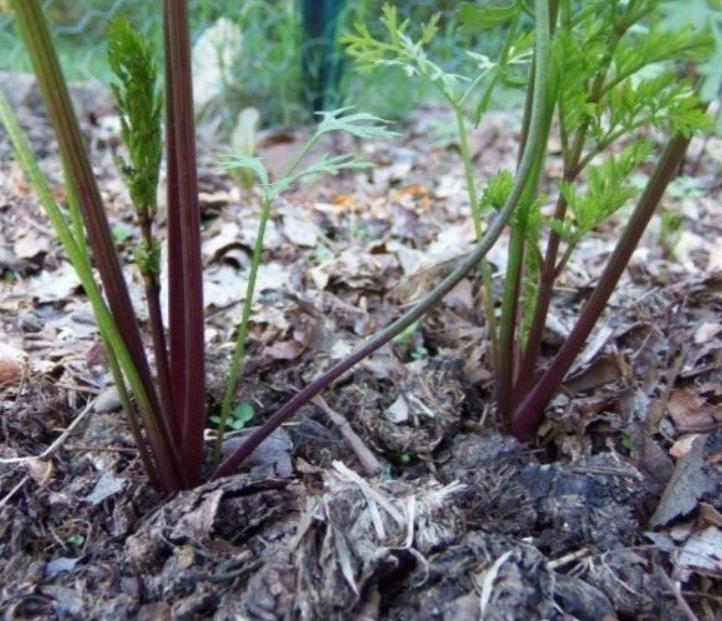 Daucus carota 'Pusa Asita Black' (C. O) - Cenoura roxa-enegrecida interior e exterior, Cenoura negra, Cenoura colorida