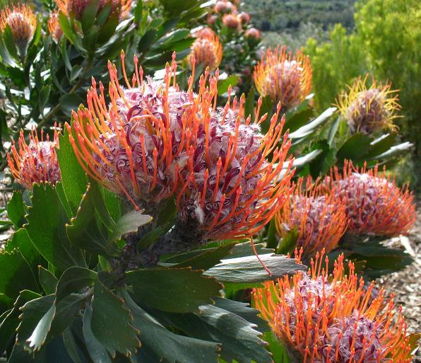 Leucospermum glabrum - Protea arbusto almofada de alfinetes de Outeniqua, Outeniqua pincushion