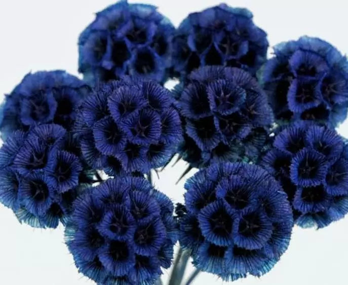 Scabiosa atropurpurea Florist Dark Blue -  Flor da Saudade, Doce escabiosa, Escabiosa dos Jardins (Azul Escuro)
