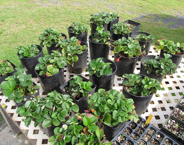 Fragaria vesca Yellow Wonder - Morango Amarelo, Morango Silvestre Amarelo