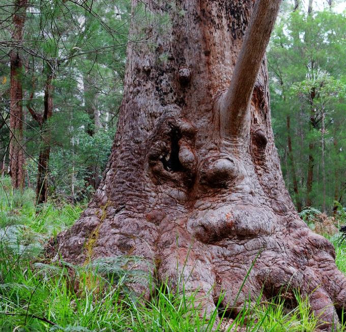 Eucalyptus jacksonii - Eucalipto Gigante da Floresta, Eucalipto Red Tingle, Eucalipto Gigante Jacksonii
