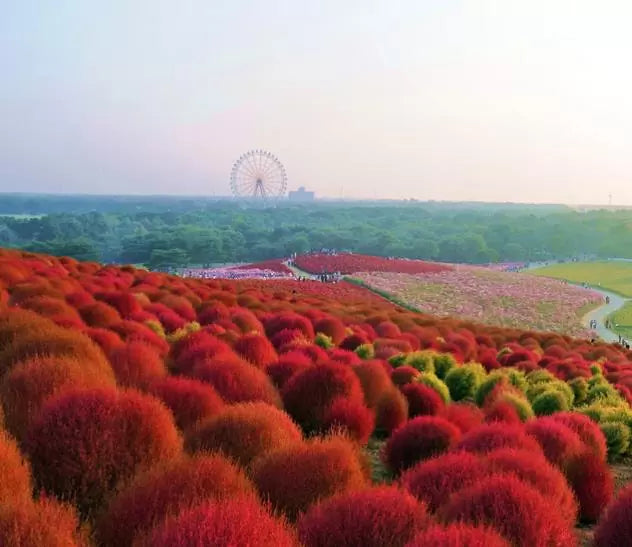 Bassia Scoparia Var.trichophylla - Kochia Vermelha, Cipreste De Verão, Arbusto Ardente
