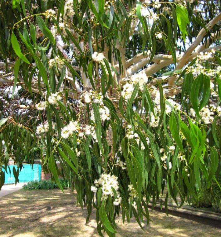 Eucalyptus dalrympleana - Eucalipto da Montanha, Goma de Montanha, Mountain Gum
