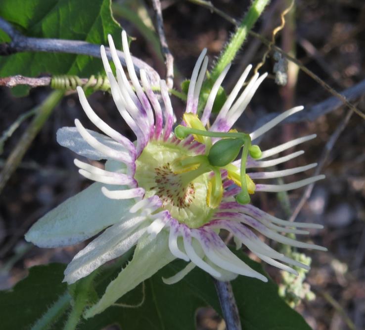 PASSIFLORA BRYONIOIDES - Maracujá Bryonioides, Flor da Paixão Bryonioides, Trepadeira Maracujá