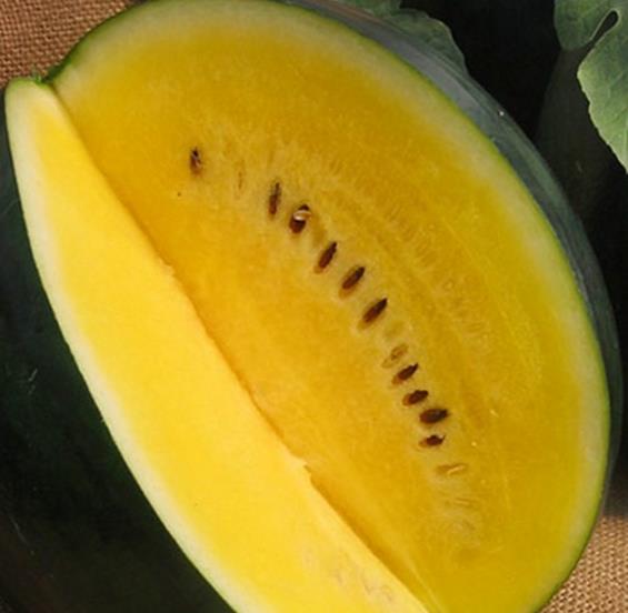 Citrullus lanatus Janosik - Melancia Janosik, Melancia de Polpa Amarelo Ouro Polonesa, Melancia Amarela