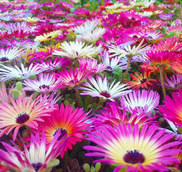 Dorotheanthus bellidiformis mix (Mesembryanthemum criniflorum) - Tapete mágico, Planta gelo, Fábrica de gelo, Magic carp