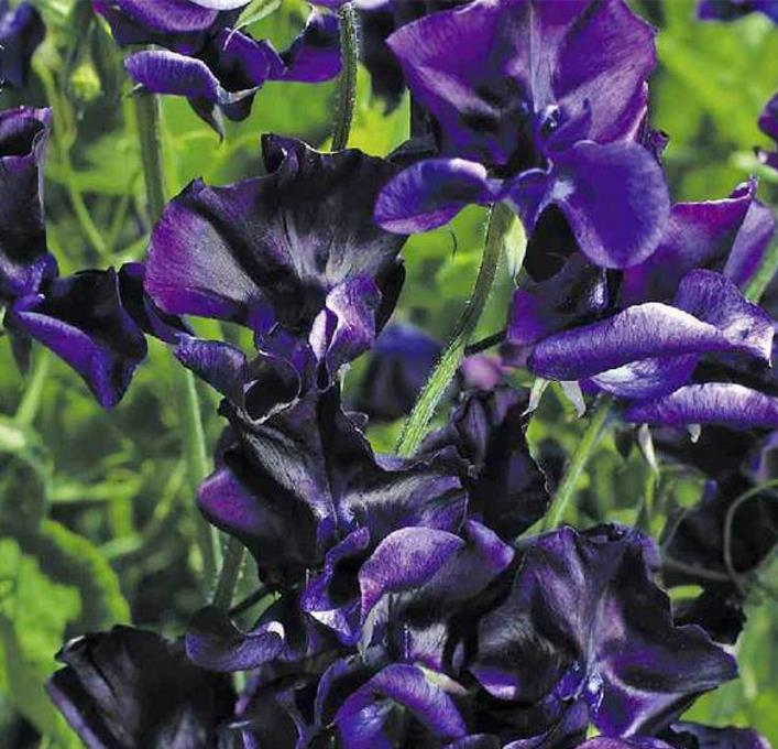 Lathyrus odoratus 'Mammoth Navy Blue' - Ervilha Doce Gigante, Trepadeira Ervilha de Cheiro 'Mammoth Navy Blue'
