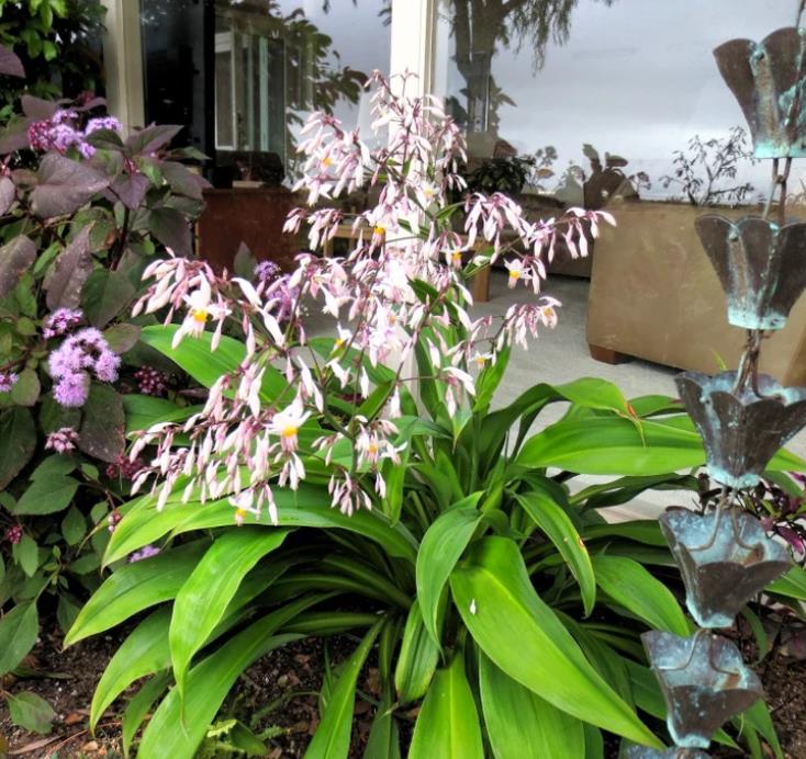 Arthropodium cirratum - Lírio Rocha da Nova Zelândia, Lírio Renga, Rengarenga