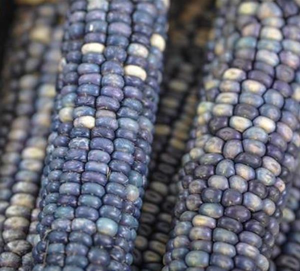 Zea mays Hoppi Turquoise (C.O.) - Milho Azul Hopi