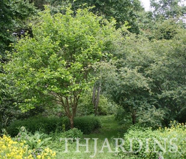 Zanthoxylum simulans - Pimenta sichuan, Pimenta szechuan, Szechwan pepper, Gujart