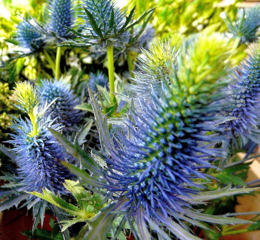 Eryngium alpinum Superbum - Azevinho do mar, Eringio soberbo, Eringio esplêndido, Blue sea holly