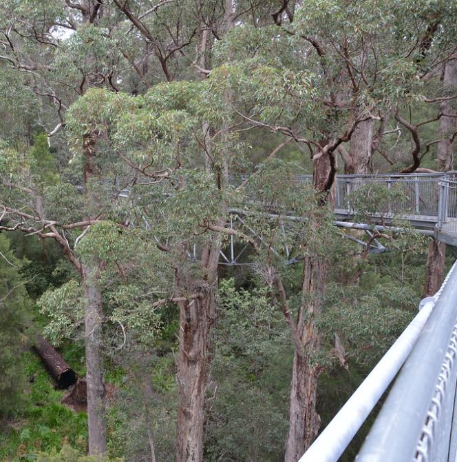 Eucalyptus jacksonii - Eucalipto Gigante da Floresta, Eucalipto Red Tingle, Eucalipto Gigante Jacksonii