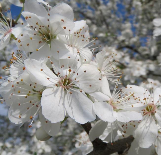 Prunus domestica 'Nutmeg Plum' - Ameixeira, Ameixa Noz-moscada, Ameixa Noz Moscada