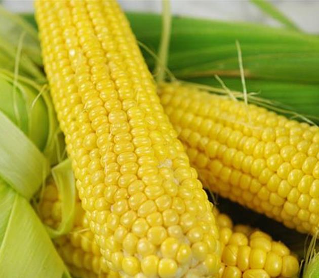 Zea mays Buhl Sweet (C.O.) - Milho Doce 'Buhl'