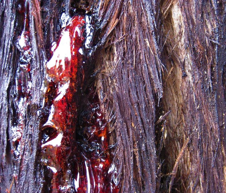 Sequoia sempervirens - Sequoia Sempre Verde, Sequoia Costeira, Sequoia Vermelha, Coast Redwood