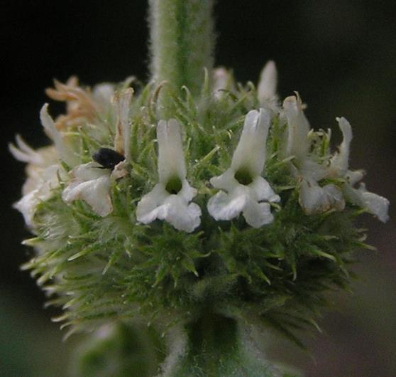 Marrubium vulgare - Marroio, Marroio branco, Hortelã de folha grossa, Hortelã do Maranhão, Incenso
