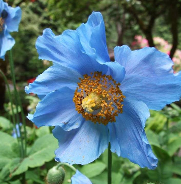 Meconopsis baileyi - Papoula Azul do Himalaya, Papoula Tibetana, Himalayan Blue Poppy, Papoula de Bai