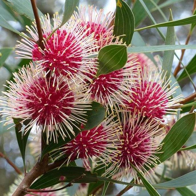 Hakea laurina - Protea Hakea Almofada de Alfinetes, Pincushion Hakea, Hakea Ouriço do Mar