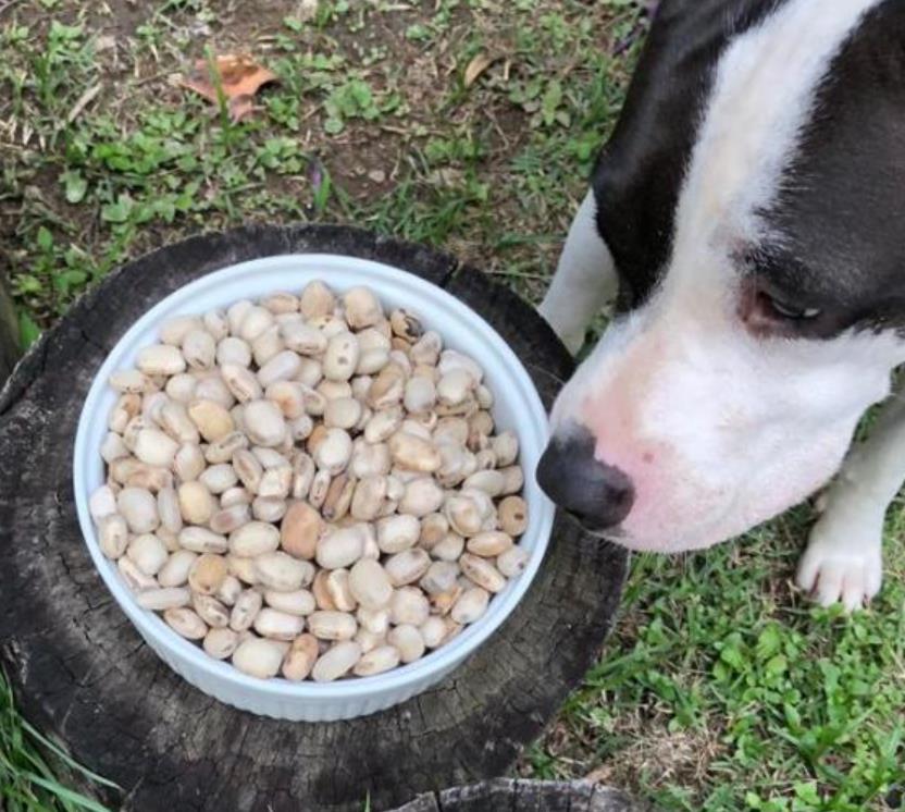 Mucuna pruriens - Mucuna pruriens - Atmagupta - Velvet bean - Magic Bean e Kapikacchu em Sânscrito