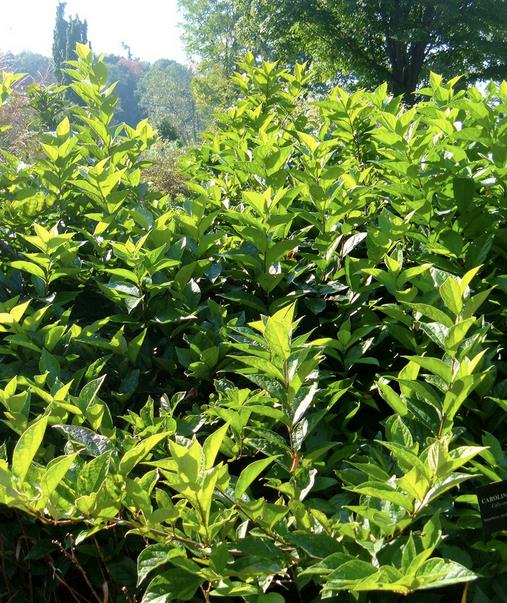 Calycanthus floridus - Carolina pimenta da Jamaica, Arbusto abacaxi, Arbusto morango, Arbusto doce