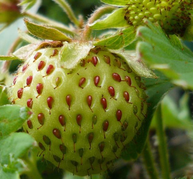 Fragaria vesca 'White Soul' - Morango Alma Branca, Morango Branco, Morango Abacaxi, Pineberry