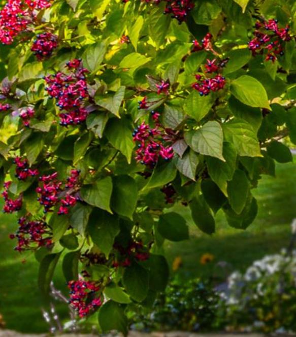 Clerodendrum trichotomum 'Fargesii' - Clerodendro Glorioso, Clerodendro Arlequim, Árvore Manteiga de Amendoim, Arlequi