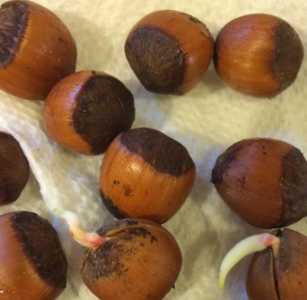 Corylus avellana - Avelã, Avelãs Giresum, Hazelnut