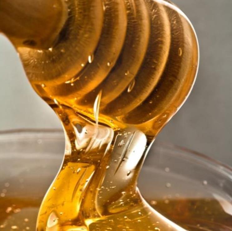 Tetradium danielli (Euodia hupehensis) - Árvore Abelha, Bee-Bee Tree, Árvore do Mel, Evodia