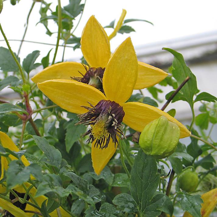 Clematis tangutica - Trepadeira Clematis Dourada, Clematis Sino Dourado, Clematis Tiara de Ouro