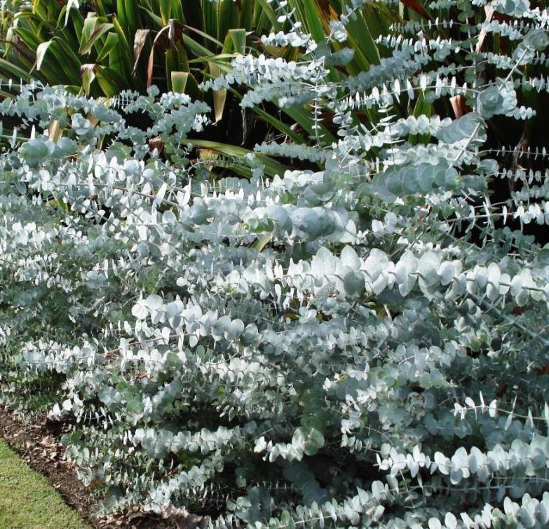 Eucalyptus pulverulenta 'Baby Blue' - Eucalipto Baby Blue, Eucalipto dos Floristas, Eucalipto Prata da Montanha