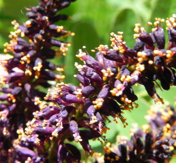 Amorpha Fruticosa - Falso indigo, falso indigo do deserto, indigo bush