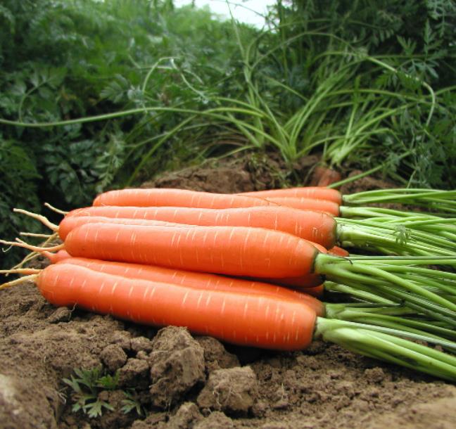 Nomenclatura botânica: Daucus carota Sativus 'Autumn King' (C. O.) - Cenoura Gigante Rei do Outono, Cenoura Rei do Outon