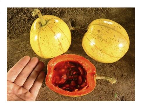 Cionosicyos Macranthus - Maracujá melão do Panamá, Panamá passionfruit melon, maracujá chino