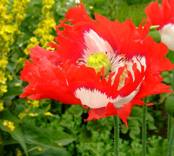 Papaver somniferum 'Danebrog Danish Flag' - Papoula Bandeira da Dinamarca, Papoula Franjada, Papoula Emplumada, Danish F