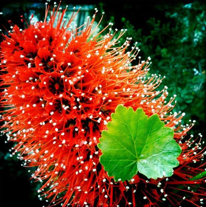 Greyia sutherlandii  - Escova de Garrafa Sul Africana, Mamadeira de Natal, Natal Botlebrush, Pincel de