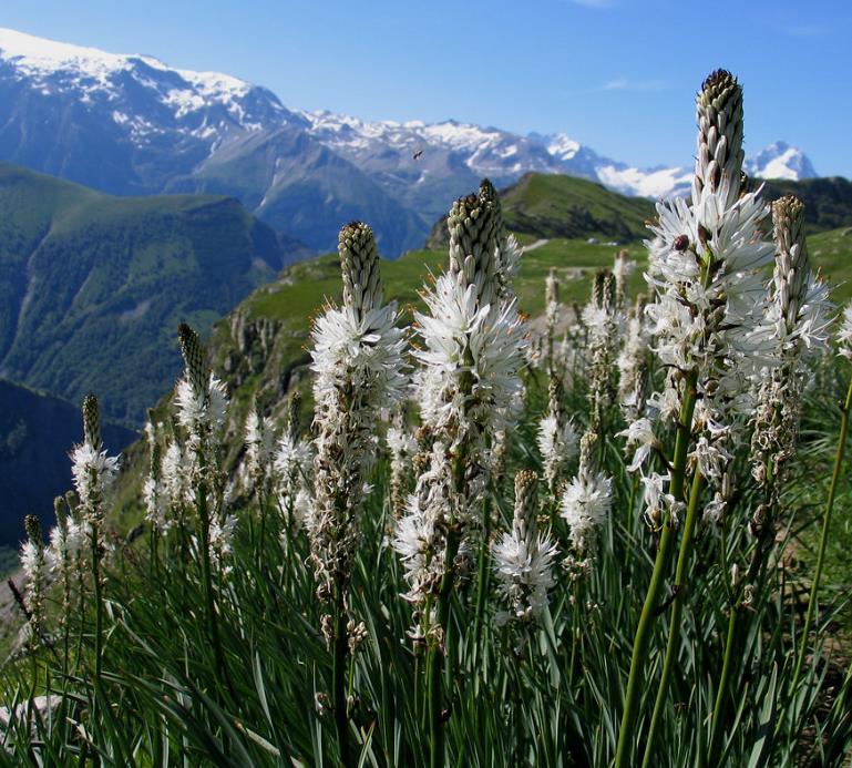 Asphodelus albus - Asfódelo Branco, Asfódelo de Líquen de Bordas Brancas