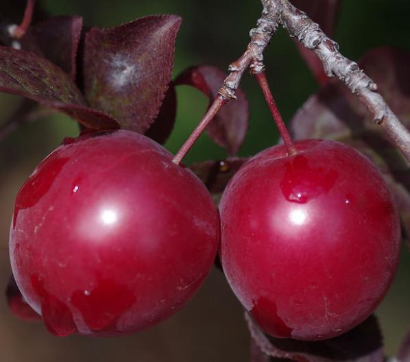 Prunus Cerasifera Cv. Red Cherry - Cerejeira, Cereja-ameixa, Cherry Plum