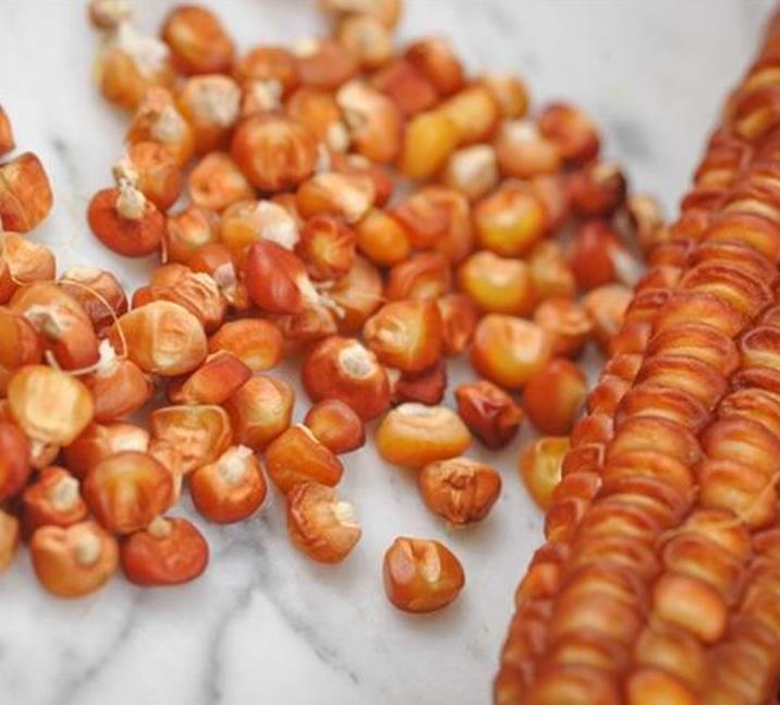 Zea mays Bronze Orange (C. O.) - Milho Laranja Bronze