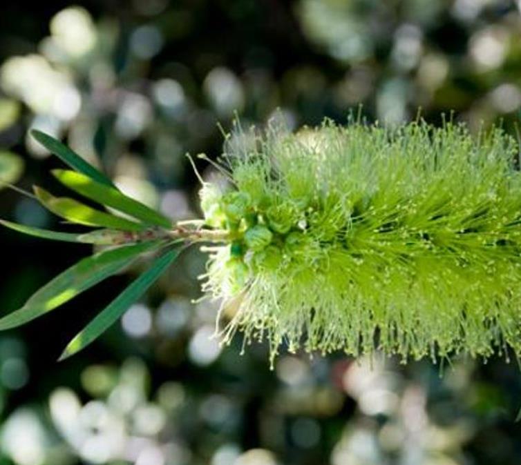 Callistemon viridiflorus (Melaleuca virens) - Escova de Garrafa verde-limão, Green Bottlebrush, Escova de Garrafa das Mo