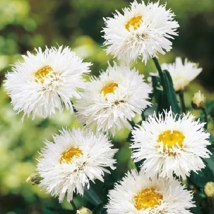 Leucanthemum superbum Crazy Daisy - Margarida Louca Dobrada, Margarida Shasta Dobrada, Double Shasta Daisy, Crazy Da